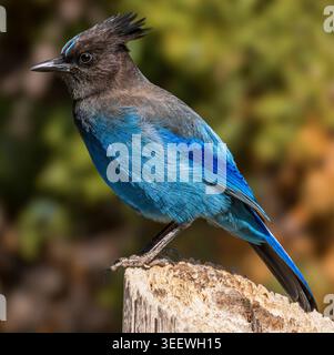 il jay di Steller è arroccato su legno intempato con un piumaggio blu vivace e un morbido sfondo naturale. Foto Stock