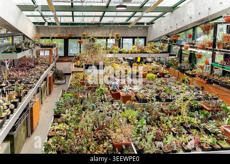Ampio e succulento showroom sotto il lucernario. File di Succulenti e cactus misti in vassoi su banchi in metallo, pareti in calcestruzzo, vetro industriale Foto Stock