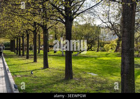 File di alberi lungo il sentiero, luce solare soffusa sul prato, foraggio di piccioni vicino al marciapiede e alle panchine, calmo baldacchino primaverile e erba aperta creano la perfezione Foto Stock