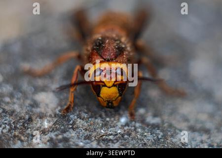 Macro ritratto del volto del calabrone europeo (Vespa crabro) che mostra dettagli e consistenza intensi Foto Stock