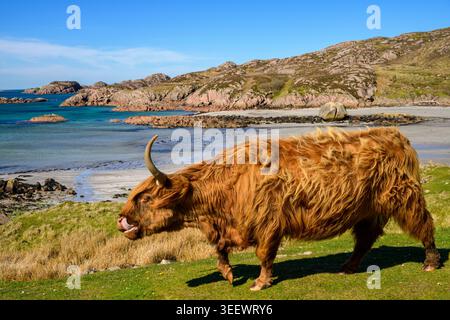 Vacche delle Highland sulla spiaggia di Fionnphort, Isola di Mull, Argyll e Bute, Scozia, Regno Unito Foto Stock