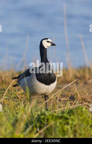 Barnacle Goose Branta leucopsis, adulto in piedi sulla palude, Suffolk, Inghilterra, maggio Foto Stock