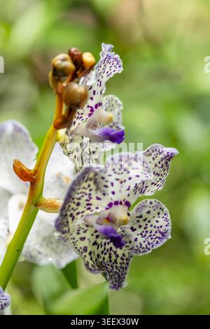 Fiori di giglio bianchi e viola macchiati che mostrano motivi unici su petali e gemme Foto Stock