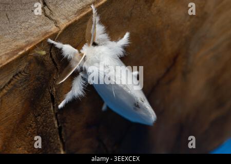 Moth con coda gialla all'interno di un capannone di notte. Foto Stock