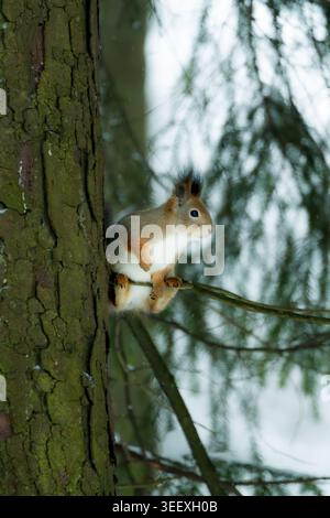 Scoiattolo rosso eurasiatico (Sciurus vulgaris) che sale su un tronco di albero in una pineta, Regno Unito. Carino mammifero con pelliccia marrone-rossastra, pancia bianca e prominente Foto Stock