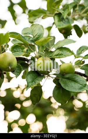 Giovani mele verdi che crescono sul ramo degli alberi nel frutteto, la luce del sole che filtra attraverso le foglie, concetto della stagione del raccolto Foto Stock