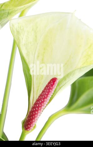 Primo piano di anthedesia anthurium con fiori bianchi, verdi e rossi in vaso di fiori bianchi su sfondo bianco Foto Stock