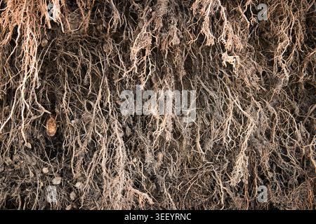 La terra oscura rivela radici aggrovigliate e fibrose. I filamenti marroni avvolgono il terreno con una persistenza silenziosa. La consistenza suggerisce una vita sotterranea profonda che prospera Foto Stock