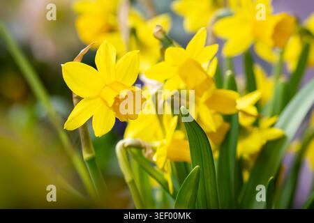 Narcisi in miniatura giallo brillante, Narcissus "Tête-à-tête", in fiore con luce naturale soffusa, che celebra l'arrivo della primavera. Foto Stock