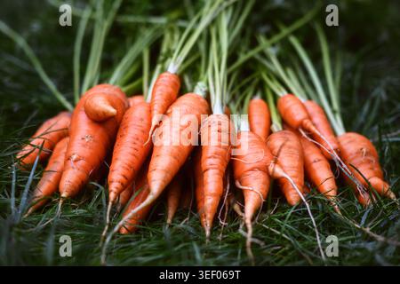 Carote crude allineate con cime a foglia sullo sfondo dell'erba. Concetto di alimentazione sana e agricoltura naturale Foto Stock