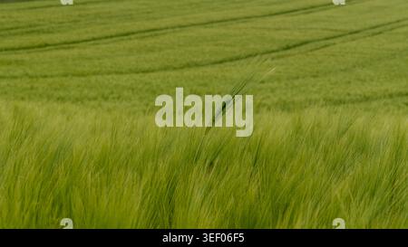 Stelo singolo che si innalza sopra un campo di orzo verde Foto Stock