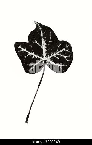 Immagine grafica monocromatica di una singola foglia e gambo di edera Foto Stock