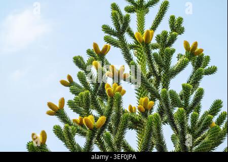 Primo piano di un albero di puzzle delle scimmie con coni gialli brillanti contro un cielo azzurro Foto Stock