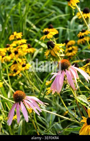 Vivaci fiori selvatici in fiore: Fiori coneflowers rosa e Susans dagli occhi neri gialli nel giardino illuminato dal sole Foto Stock