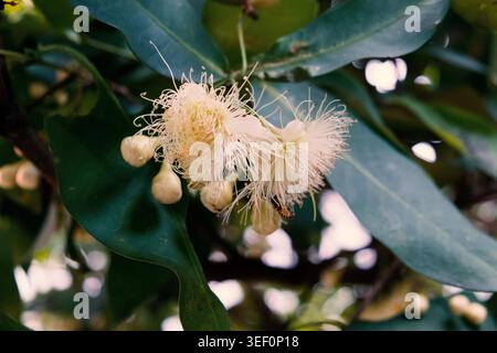 Un ramo di un albero di rosa di mele (Syzygium jambos) carico di delicate foglie color crema e verdi. Foto Stock