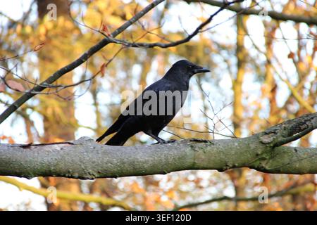 Il corvo nero poggia tranquillamente su un ramo d'albero. Le foglie autunnali si illuminano dolcemente dietro di essa. I rami incorniciano l'uccello con eleganza naturale. Le sue piume lucide circa Foto Stock