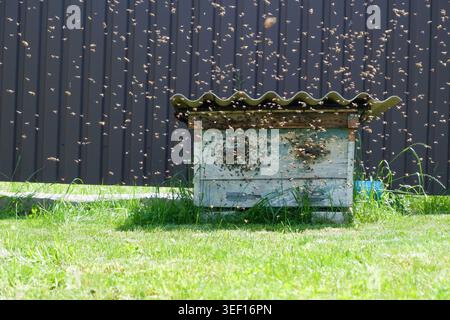 Uno sciame di api ha volato in un vecchio alveare abbandonato. gregge di api che volano vicino all'alveare. Uno sciame di mosche Foto Stock