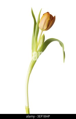 Un fiore di tulipani separato. Isolato su bianco Foto Stock