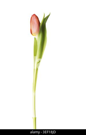 Un fiore di tulipani separato. Isolato su bianco Foto Stock