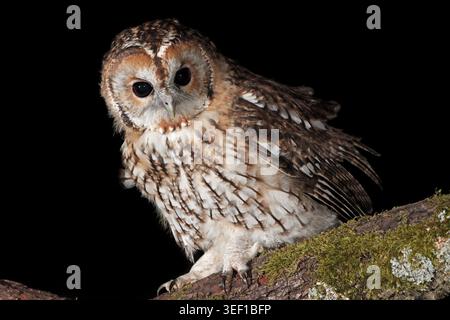 TAWNY OWL (Strix aluco) guardando in basso di notte, Regno Unito. Foto Stock