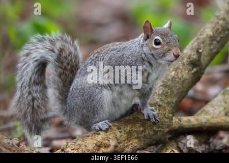 SCOIATTOLO GRIGIO (Sciurus carolinensis) che cerca cibo, Regno Unito. Foto Stock