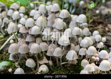 Piccoli gruppi di funghi Coprinellus disseminatus crescono sul terreno in un'area boschiva ombreggiata durante la tarda primavera. Molti tappi hanno una forma unica. Foto Stock