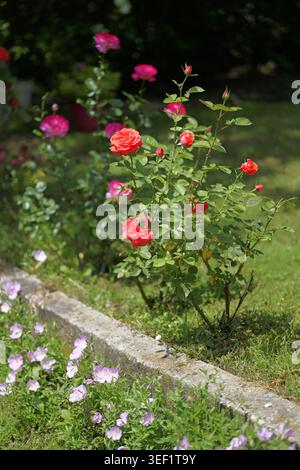 Rose rosse e rosa che fioriscono su lussureggianti cespugli verdi, circondate da erba verde e piccoli fiori viola lungo un marciapiede di pietra, mostrando la natura prospera in un Foto Stock