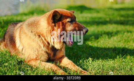 Un cane pastore tedesco riposa tranquillamente su un prato verde vicino a un lago alla luce del sole Foto Stock