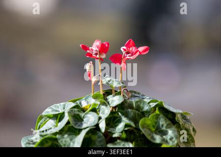 Fiore ciclamino dai colori vivaci con foglie verdi a fantasia su un morbido sfondo sfocato. Foto Stock