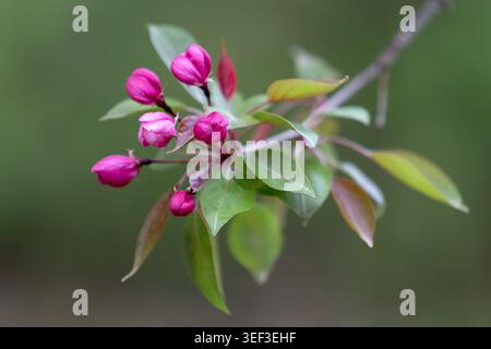 Splendidi alberi di mele rosa e fiori su un ramo che si apre nel giardino primaverile. Foto Stock