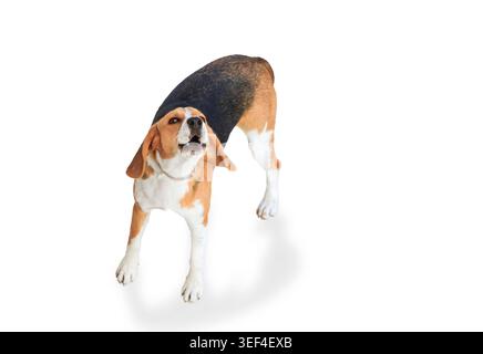 ritratto in studio di alta qualità di un adorabile cane beagle in piedi e guardando verso l'alto mentre abbaiano o urlano. L'animale e' isolato su una B bianca pura Foto Stock