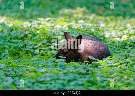 Tapir malese che riposa in parte nascosto tra fitte piante acquatiche verdi, mostrando la sua testa scura e i segni pallidi del corpo in un recinto ombreggiato. Foto Stock