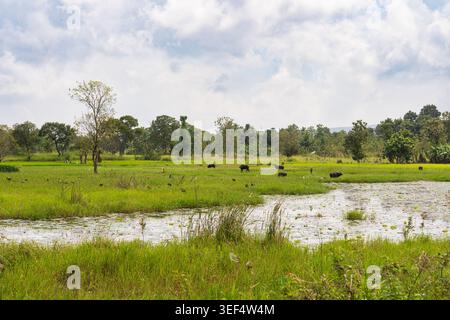 Branco di bufali d'acqua che pascolano in un campo paludoso verde accanto a uno stagno sotto un cielo nuvoloso a Sigiriya, Sri Lanka. Foto Stock