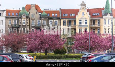 Ciliegi in fiore contro edifici cittadini. Una splendida scena urbana primaverile nel centro della città. Foto Stock