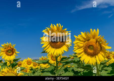 Girasole giallo brillante con occhiali da sole in un campo di girasole in fiore sotto un cielo azzurro. Un concetto estivo divertente e creativo che rappresenta su Foto Stock