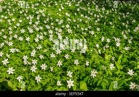 Anemoni di legno bianco (Anemone nemorosa) che fioriscono in una foresta durante la primavera in Svezia. Tappeto di fiori primaverili selvatici e fogliame verde alla luce del sole. Foto Stock