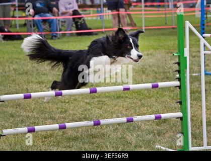 Un cane Border Collie gareggia in un evento di agilità ad un American Kennel Club Show nel Pacifico nord-occidentale a giugno. Foto Stock