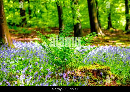 Campanelli (Hyacinthoides non-scripta) in un bosco primaverile. Corbar Woods, Buxton, Derbyshire, Regno Unito Foto Stock