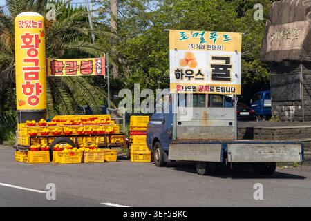 Jeju Island, Jeju-do, Corea del Sud 8 maggio 2026: Venditori ambulanti che vendono arance Hallabong a Jeju-do in Corea del Sud. Questi caratteristici agrumi, un ibrido di Dekopon e mandarino, sono considerati una specialità ben nota dell'isola di Jeju e sono spesso venduti direttamente dalla fattoria *** Straßenverkauf von Hallabong-Orangen auf Jeju-do a Südkorea. Die charakteristischen Zitrusfrüchte, eine Kreuzung aus Dekopon und Mandarine, gelten als bekannte Spezialität der Insel Jeju und werden häufig direkt ab Hof verkauft Foto Stock