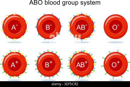 Sistema gruppo sanguigno ABO. Globuli rossi con antigeni. Illustrazione vettoriale. Diagramma medico Illustrazione Vettoriale