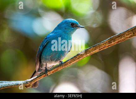 Un Verditer Flycatcher (Eumyias thalassinus) arroccato su un ramo nella foresta. Vietnam. Foto Stock