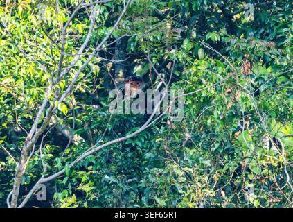 Un Douc langur selvatico (Pygathrix nemaeus) che si forgia in un albero nella foresta. Vietnam. Foto Stock