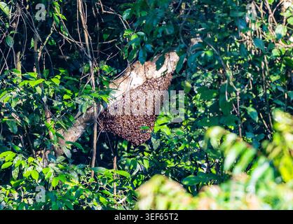 Sciame di api mellifere giganti (Apis dorsata) appeso a un ramo nella foresta. Vietnam. Foto Stock