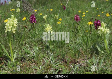 Dactylorhiza sambucina, Orchidea fiorita anziana, Orchidaceae. Pianta selvatica sparata in primavera. Foto Stock