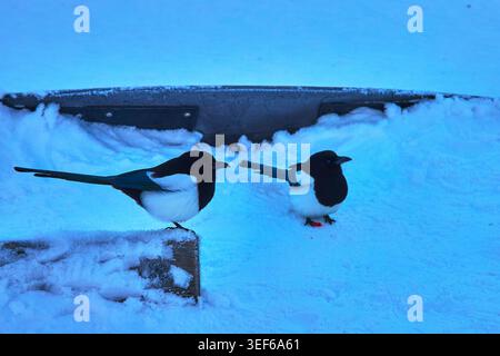 Magpies arroccati sulla neve in inverno luce blu Alberta Wildlife Bird Scene Foto Stock