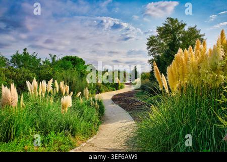 Sentiero giardino delimitato da erba di pampas, Cortaderia selloana, in un giardino paesaggistico ad Arroyomolinos, Comunità di Madrid, Spagna. Foto Stock