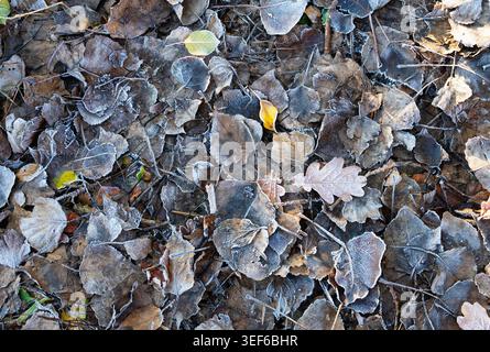 Le foglie cadute sono ricoperte di gelo in inverno natura selvaggia Foto Stock