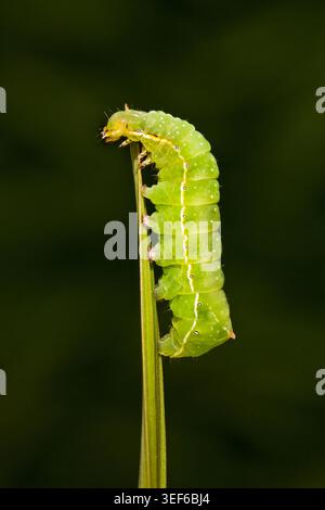 il bruco verde si aggancia a una lama d'erba, che arrocca il corpo su uno sfondo scuro con dettagli macro sorprendenti. Foto Stock