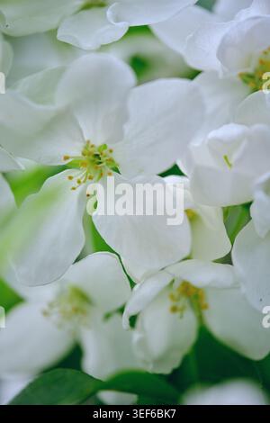 Foto macro estrema di fiori bianchi puri che mostrano dettagli intricati, petali e centri gialli Foto Stock