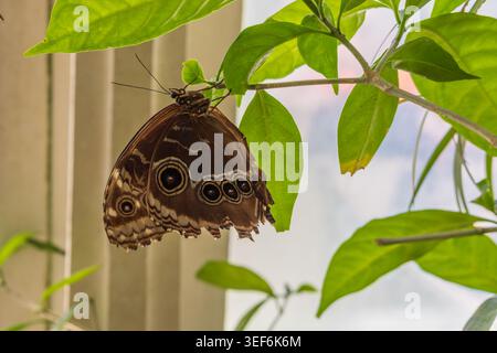 Farfalla Blue Morpho (Morpho peleides) appesa al ramoscello con motivo ad ala ventrale, casa delle farfalle, Vienna, Austria Foto Stock